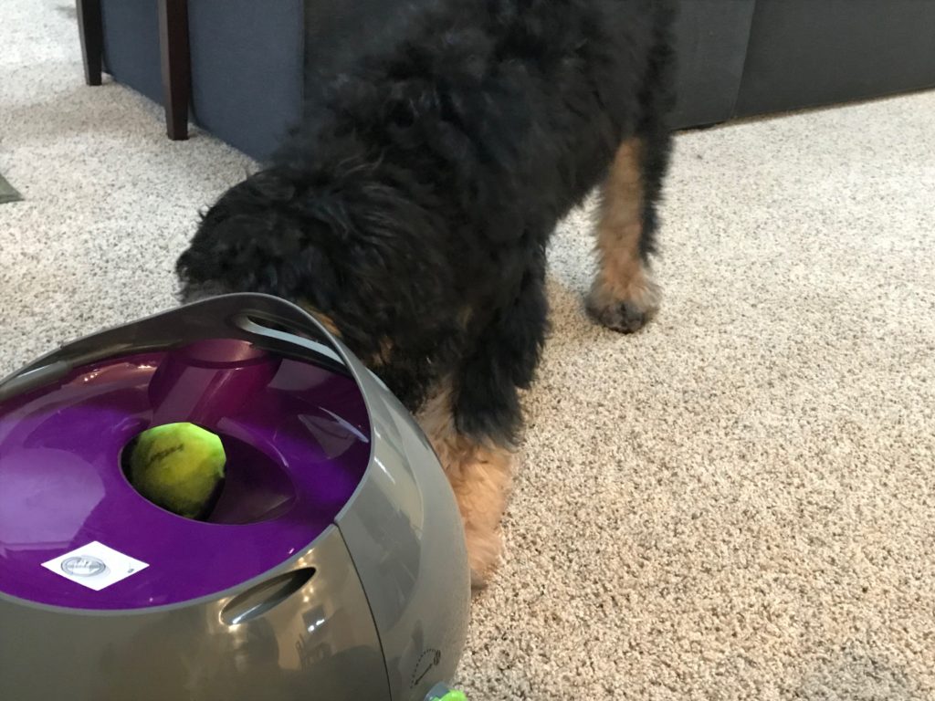 petsafe ball launcher